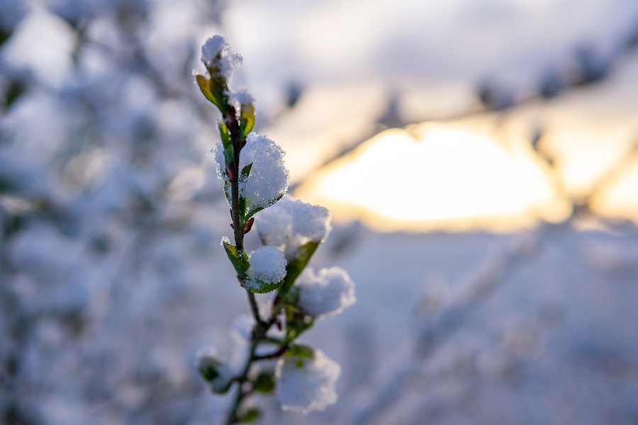 Sol i snöiga träd